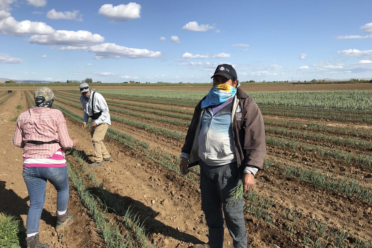 Coronavirus: America’s ‘essential’ farmworkers fearful as Covid-19 ...