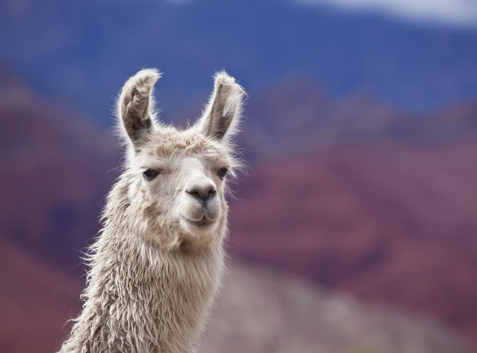 Californian farm offering people to 'invite a llama' into their next Zoom  meeting | The Independent | The Independent