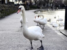 Five swans shot with air rifles in spate of attacks