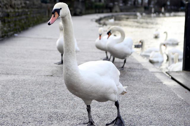 Police are investigating after a nesting swan was shot in the head with an air rifle in Berkshire