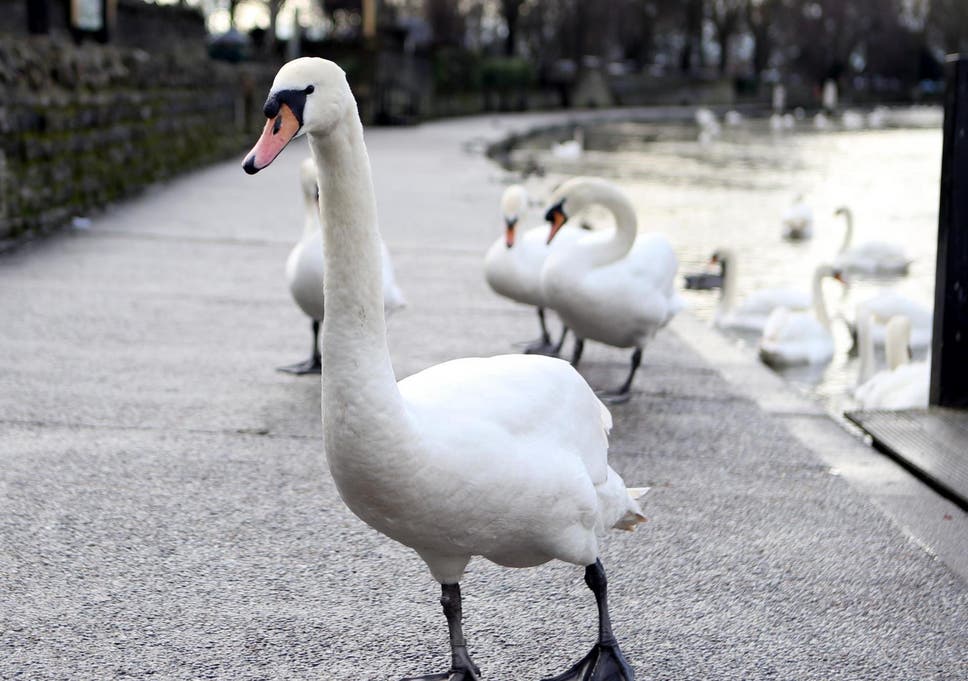different-species-of-swans