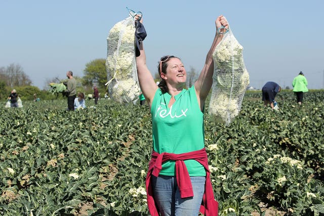Anne Elkins, project manager of The Felix Project, carries the first bags of cauliflower