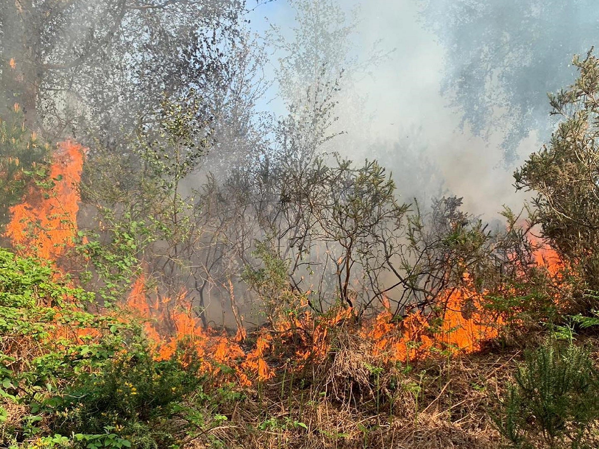 A disposable barbecue is thought to have caused a fire at Puddletown Forest, in Dorset, that took about 60 firefighters almost five hours to put out, 26 April 2020.