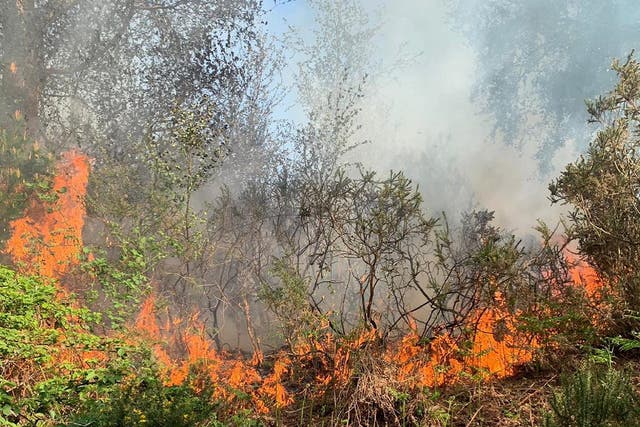A disposable barbecue is thought to have caused a fire at Puddletown Forest, in Dorset, that took about 60 firefighters almost five hours to put out, 26 April 2020.