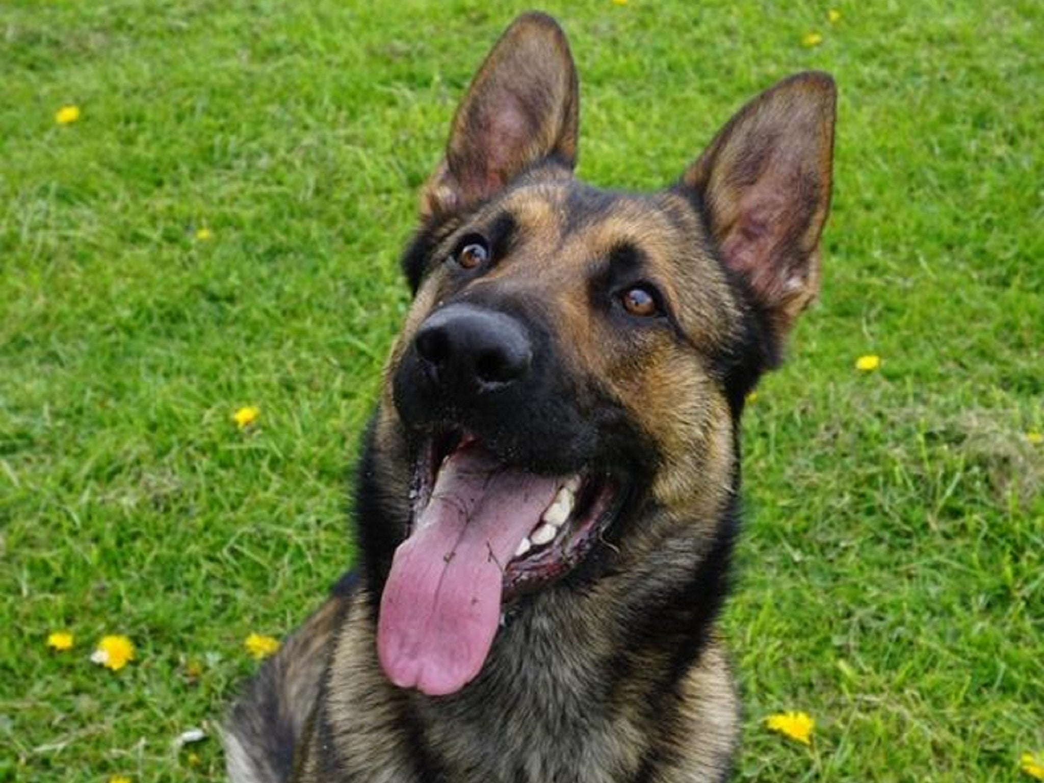 Police dog Quantum, which was also attacked by a criminal two years ago