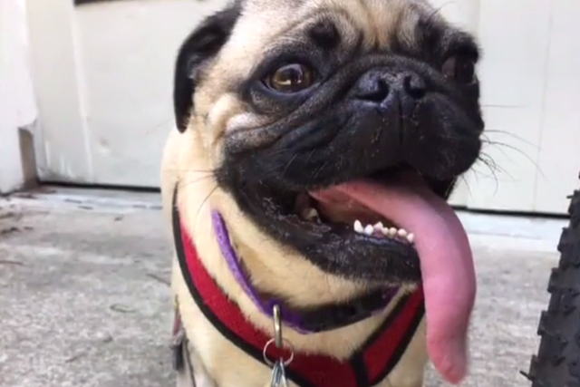 Winston the pug at his owners home
