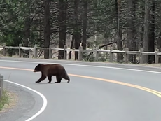 Bears, deer filmed roaming with no humans around in Yosemite