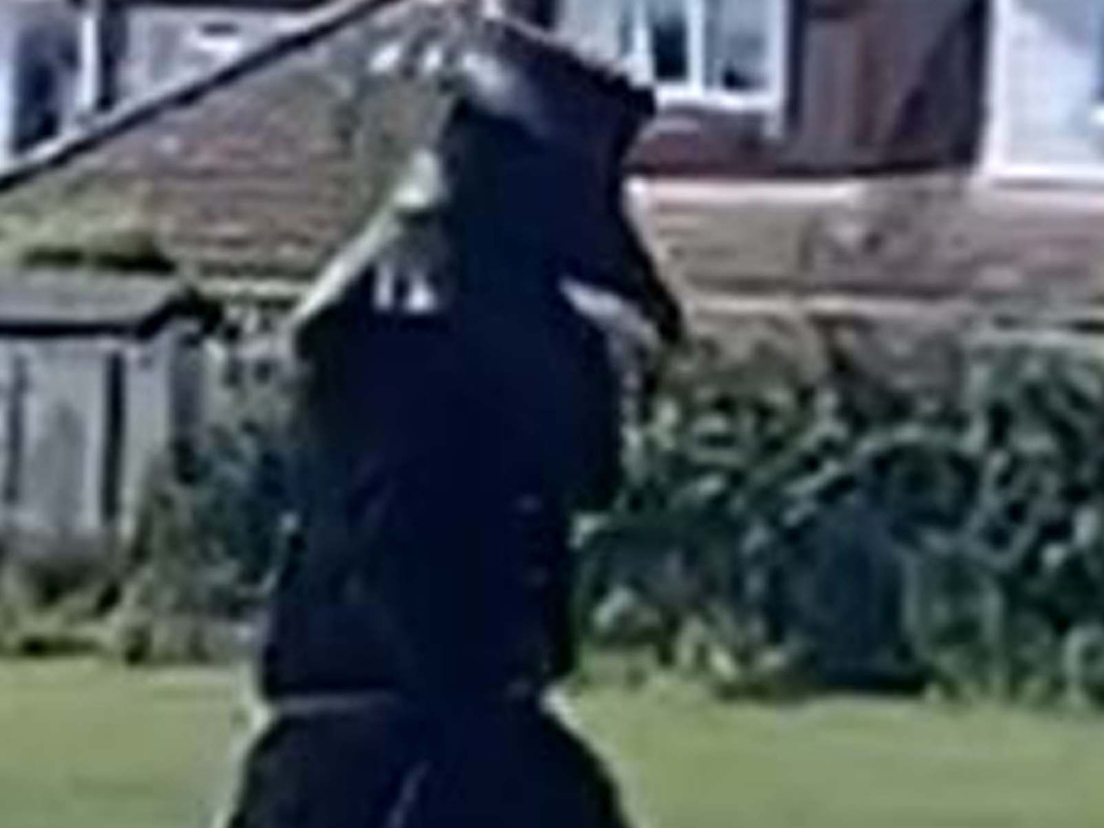 Person caught walking around Norwich suburb dressed as plague doctor during coronavirus lockdown
