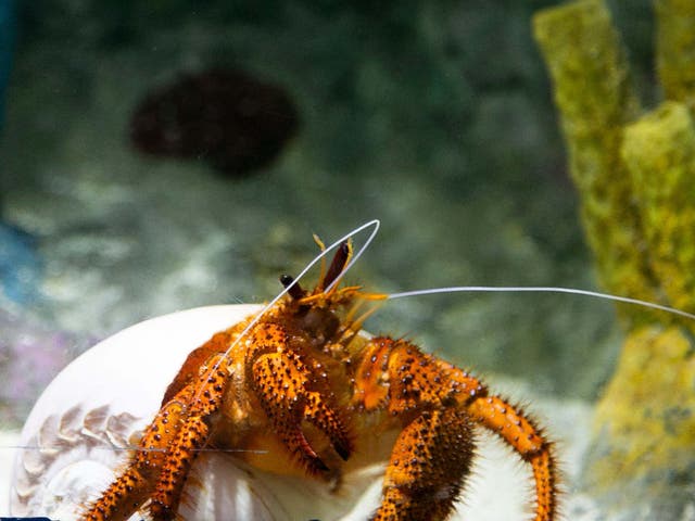 Hermit crabs look for new shells when they outgrow their existing one