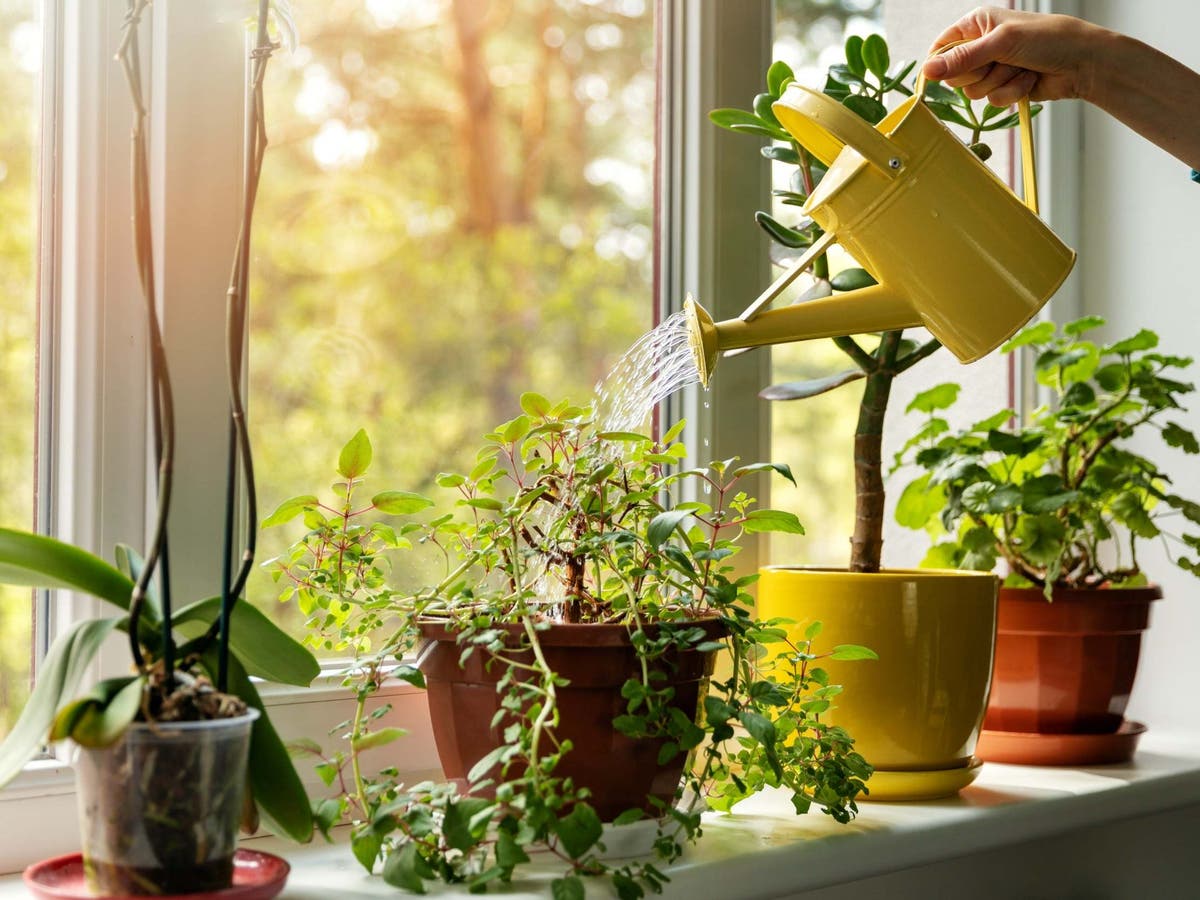 Caring for plants is always gratifying' Experts share the indoor ...