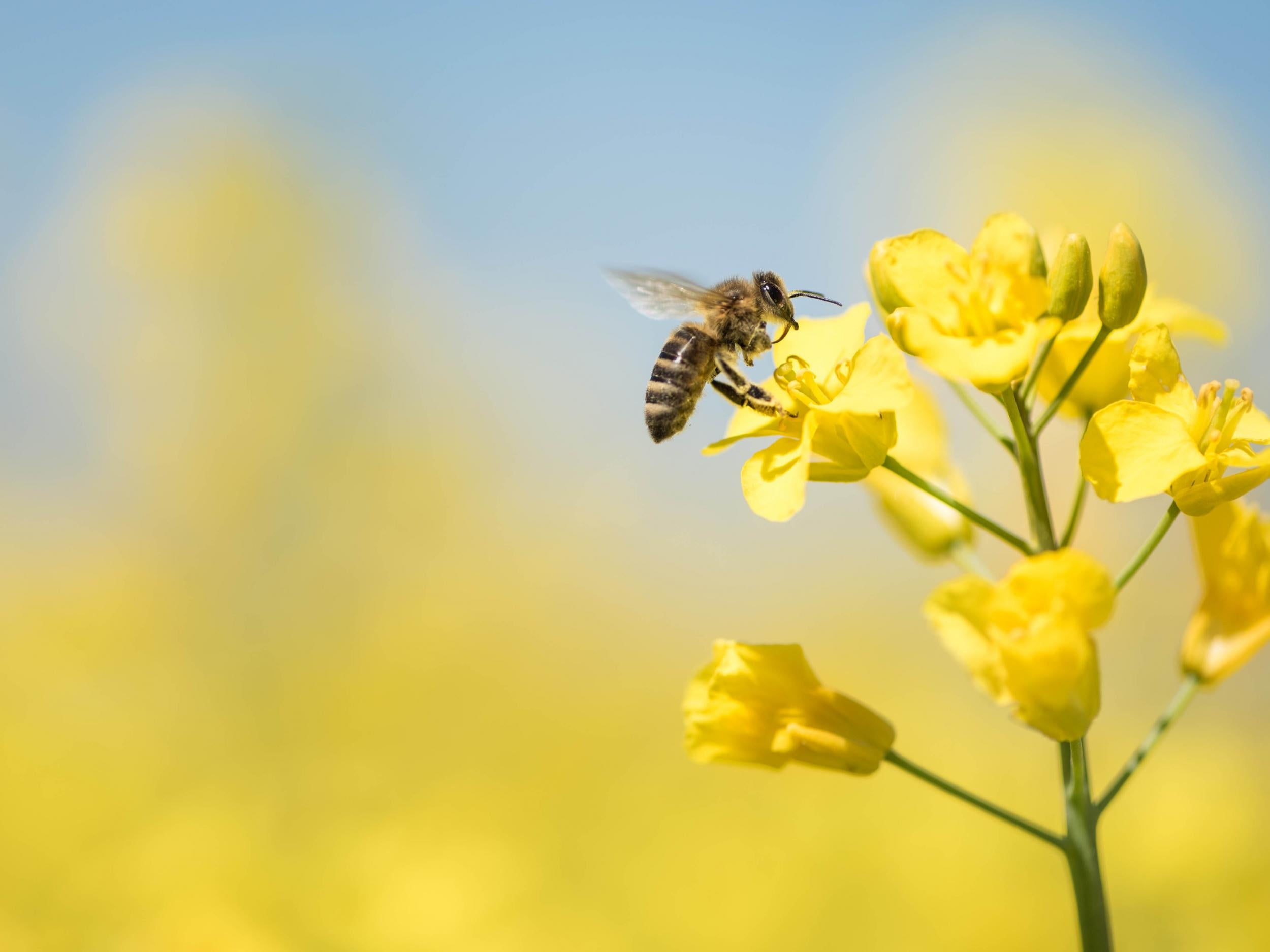 Bees pollinate crops in early spring, like this rapeseed oil crop