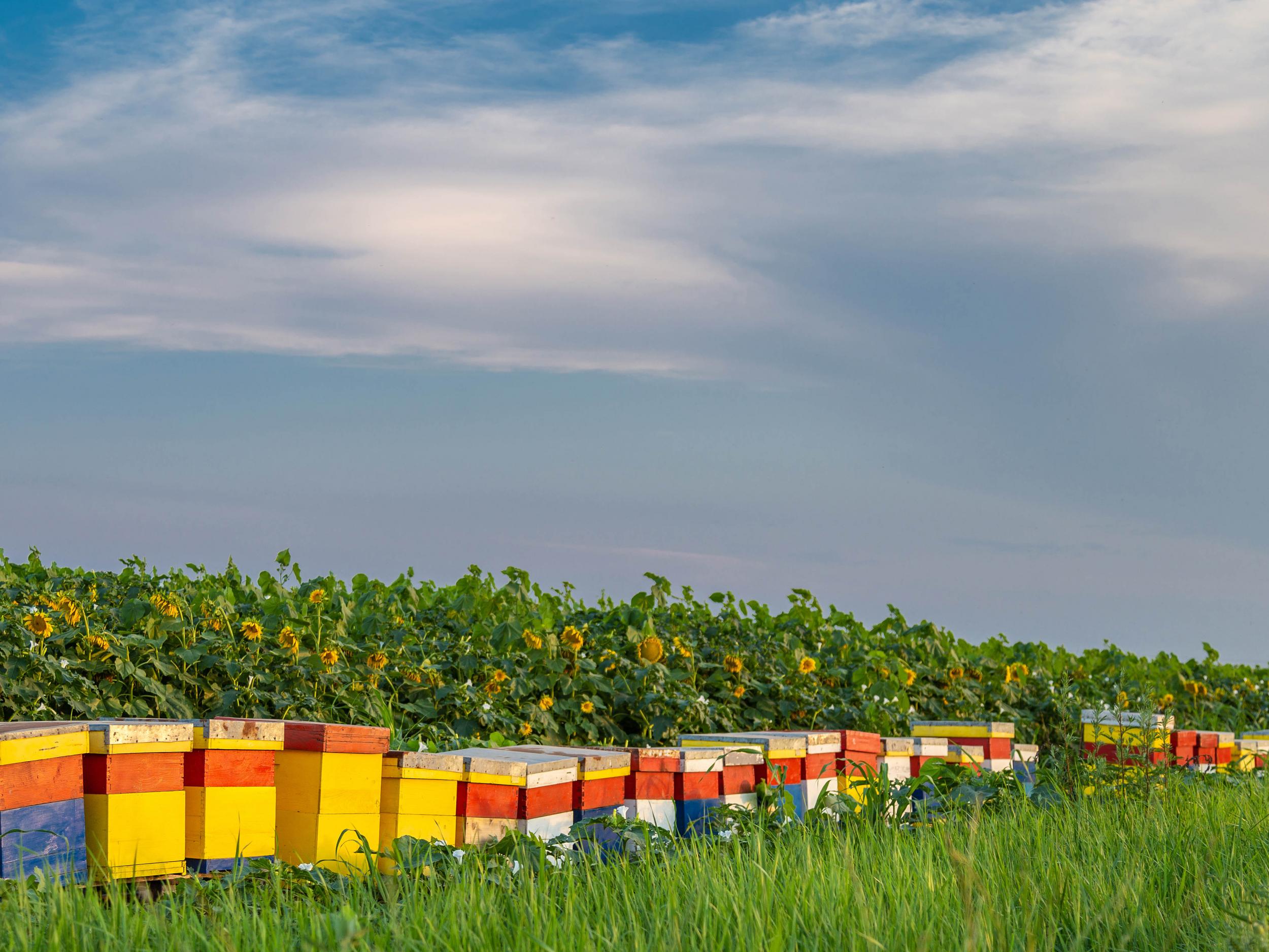 In the UK and elsewhere in the northern hemisphere, the beekeeping season is now in full swing