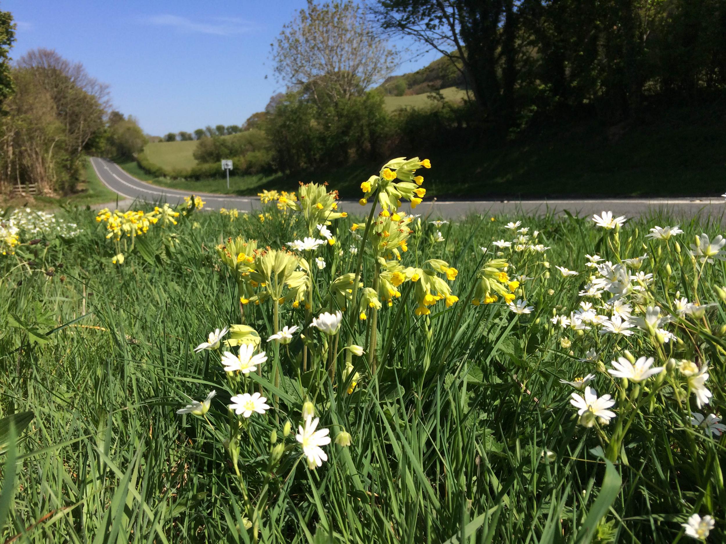 One positive is that countryside verges are not being cut back at the moment, and instead are blooming areas for the insects