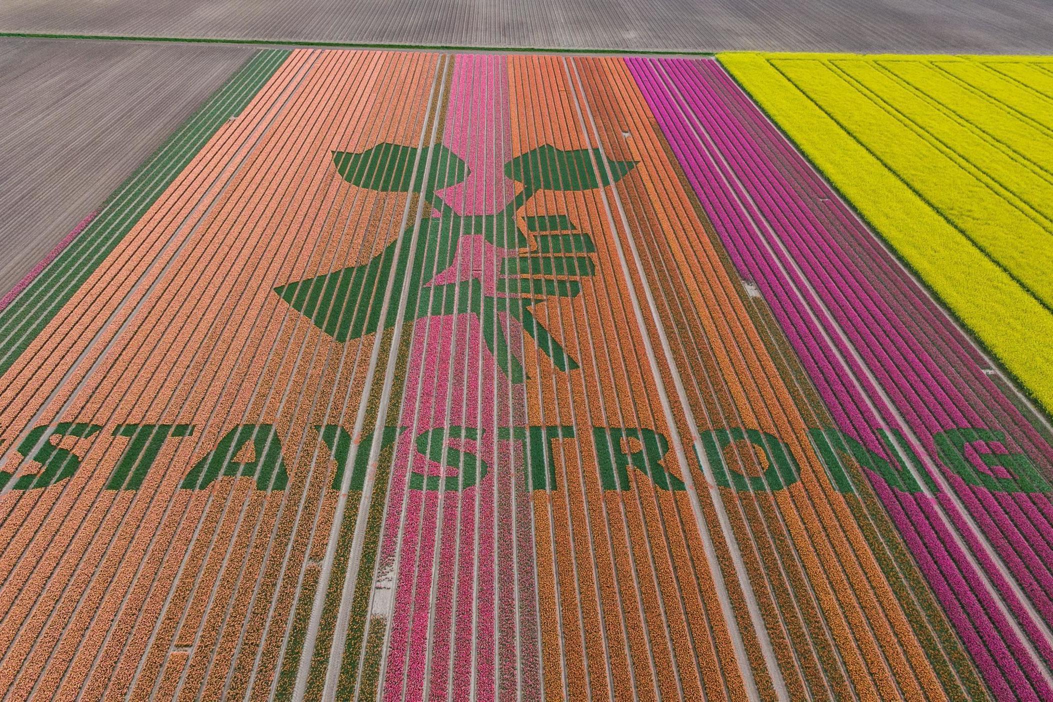 Dutch tulip farmers are using the flowers to share supportive messages (Getty)