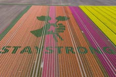 Tulip farmers in Netherlands spell out messages of support in flowers