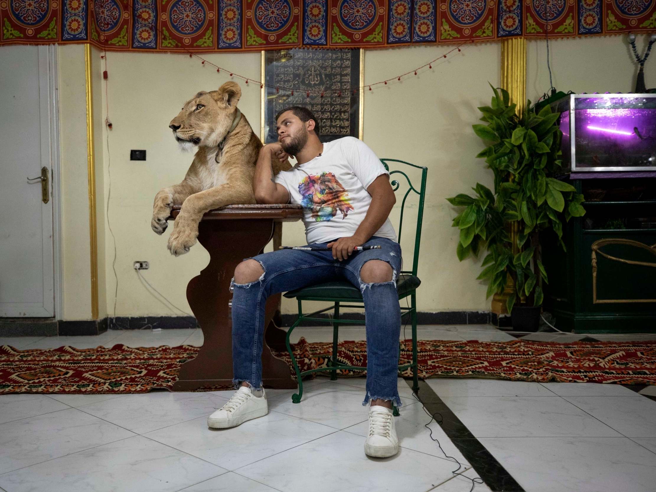 Ashraf el-Helw and his five-year-old African lion Joumana in his home in Cairo