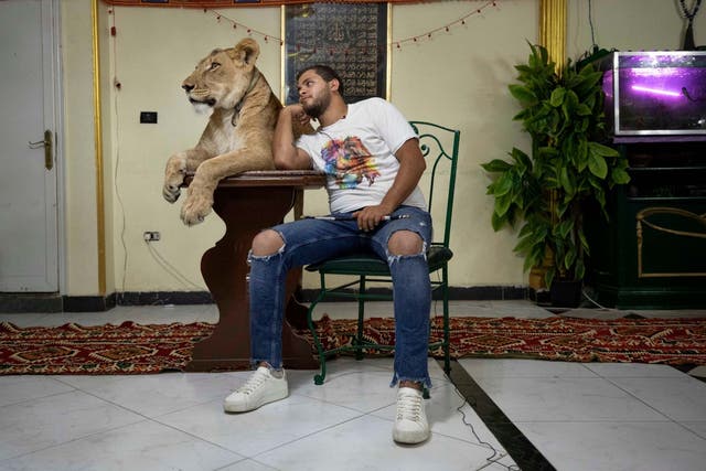Ashraf el-Helw sits next to five-year-old African lion Joumana in his home in Cairo