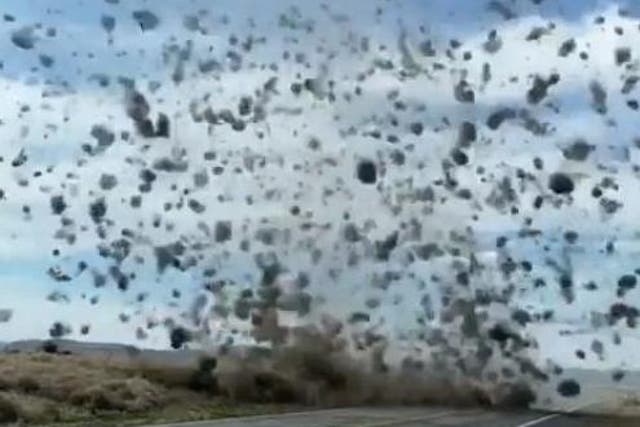 Footage of the tumbleweed phenomenon was caught on camera on Washington highway