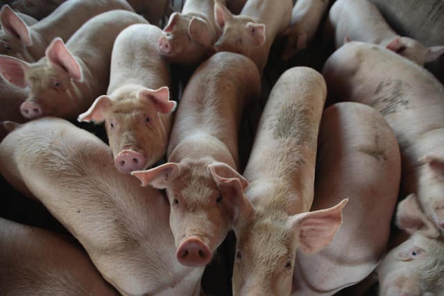 A pig farm in Iowa