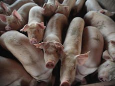 US farmers forced to kill healthy pigs amid coronavirus pandemic 