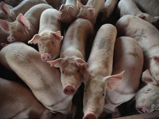 A pig farm in Iowa