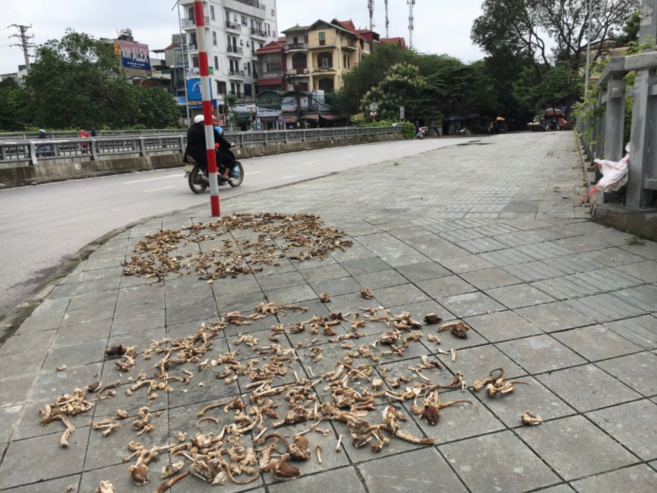 Piles of cat bones spotted on a pavement