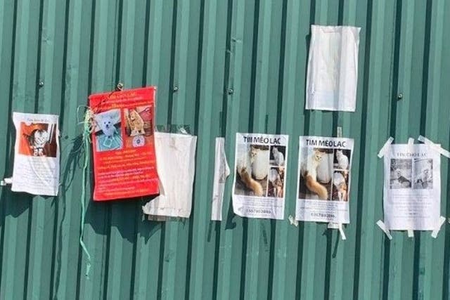 Posters put up by cat owners desperate to trace their missing pets