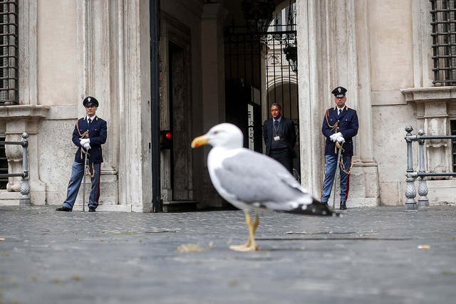 A seagull walks in front of Palazzo Chigi during Italian cabinet meeting in Rome