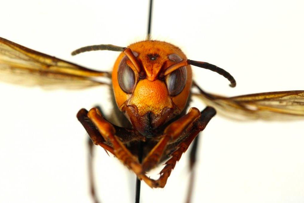 Murder hornets: The predatory Asian insects threatening to decimate US honey bees