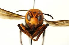 Murder Hornet: What it's like to be stung by the Asian insect