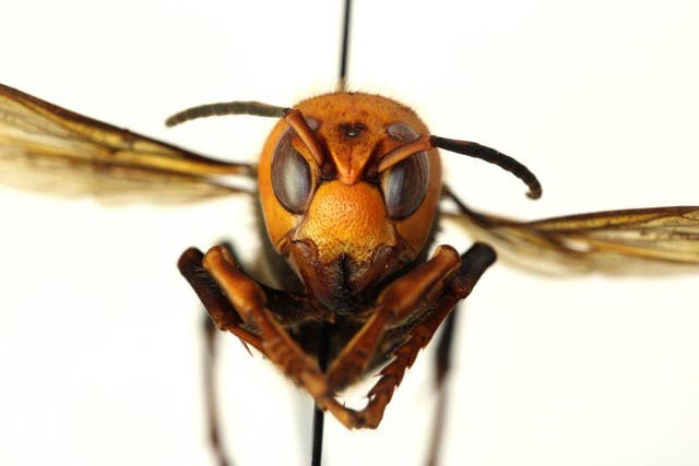 Asian giant hornets, nicknamed 'murder hornets', attack honeybee hives, decapitate the bees and feed their bodies to their young
