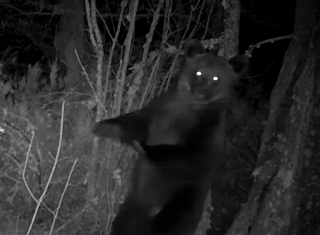 Brown bear filmed back-scratching on tree in Galicia national park
