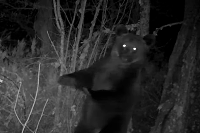 Brown bear filmed back-scratching on tree in Galicia national park