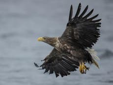 UK’s largest bird of prey returns to England for first time in 240 years