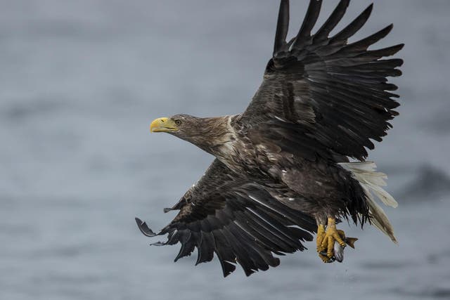 A white tailed sea eagle comes in to catch a fish thrown overboard from a wildlife viewing boat on the Isle of Mull, Scotland, 9 June 2019.