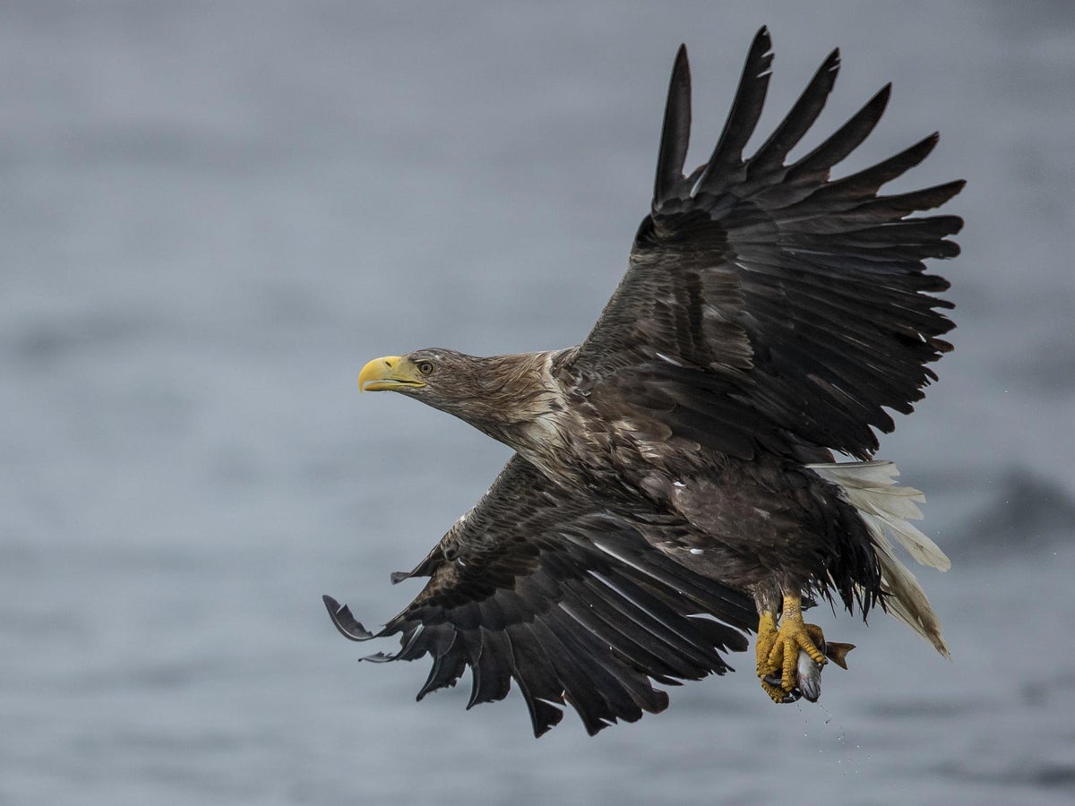 UK's largest bird of prey returns to England for first time in 240