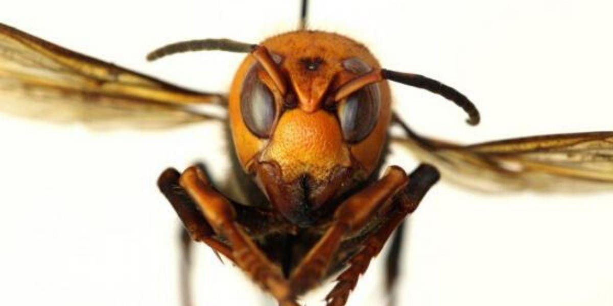Single ‘murder hornet’ may have sparked insect’s ongoing aggressive Europe invasion