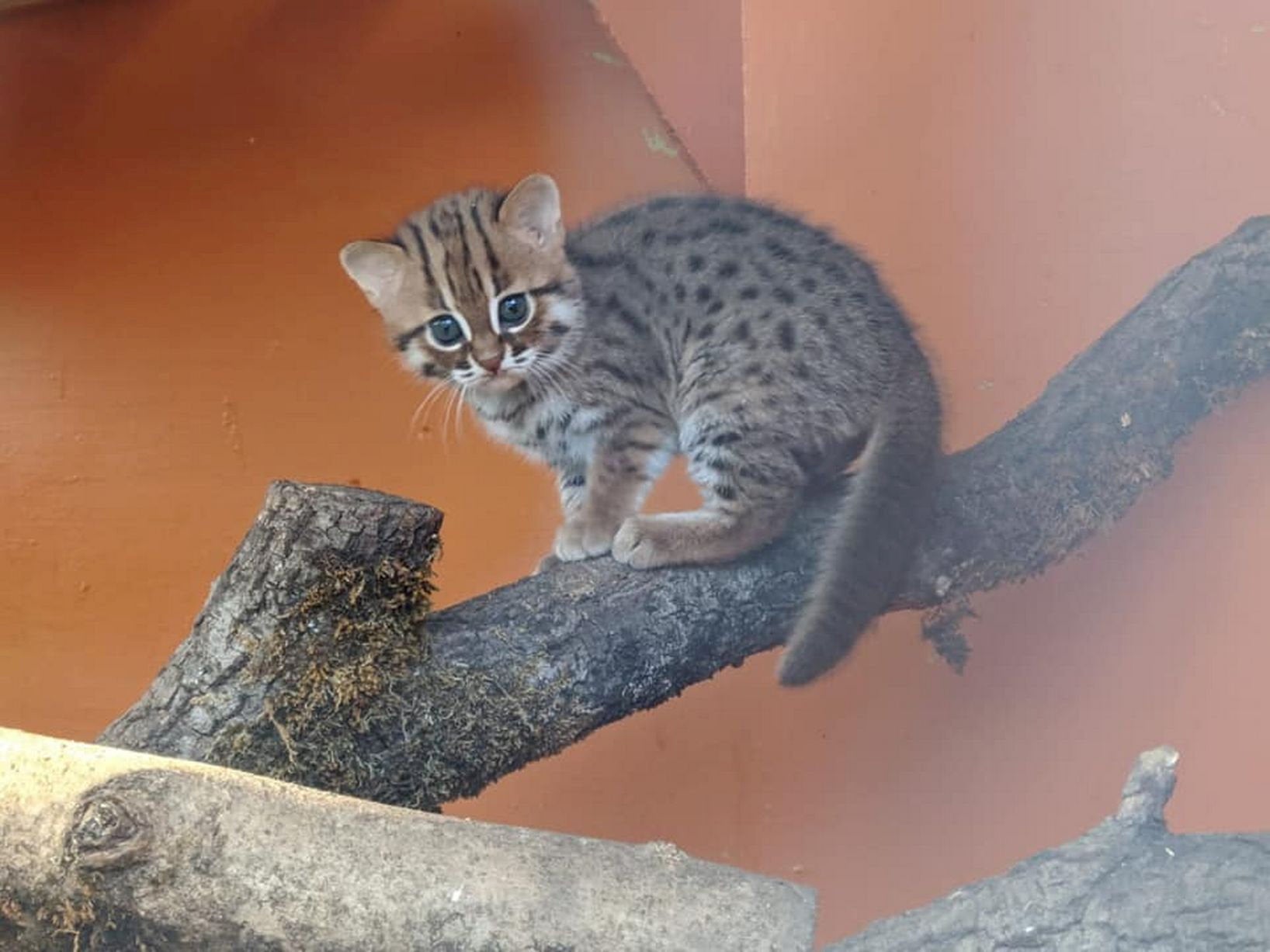 rusty spotted cat as pet