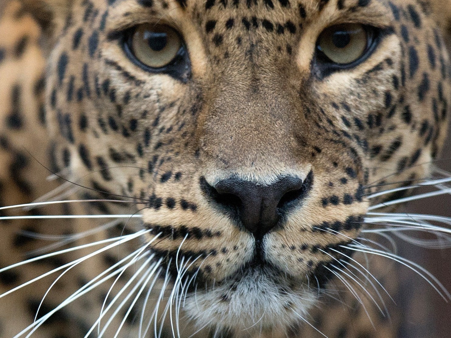 Five jaguar are reported to have been illegally hunted in Colombia, South America