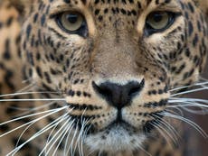 Surge in poaching of rhinos, jaguar and pumas during lockdown