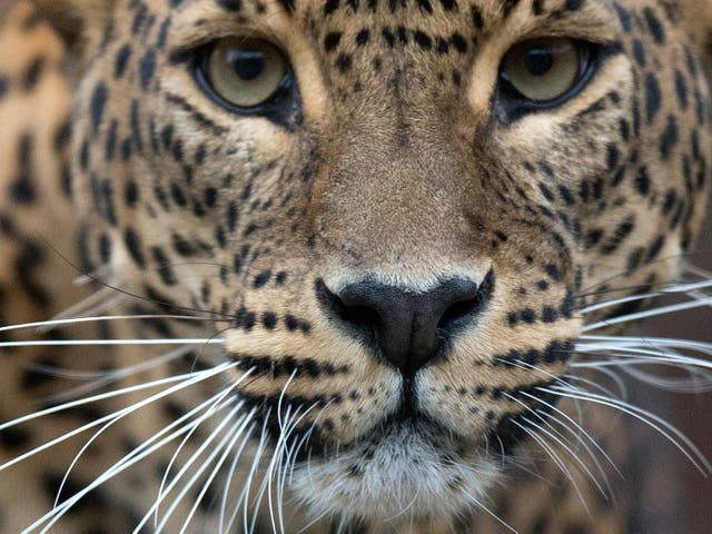 Five jaguar are reported to have been illegally hunted in Colombia, South America