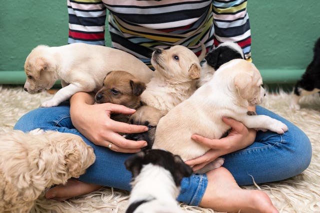 Most popular dog breed in the US has been revealed (Stock)