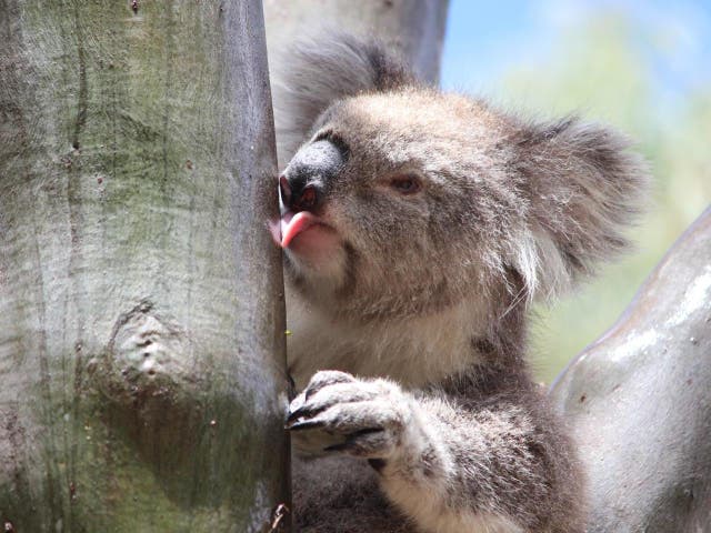 An old female koala drinks water from a tree in You Yang Regional Park in Australia's Victoria state