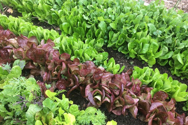 Fast-growing greens, such as lettuce and rocket, need thinning repeatedly from seedling stage to maturity for optimum results