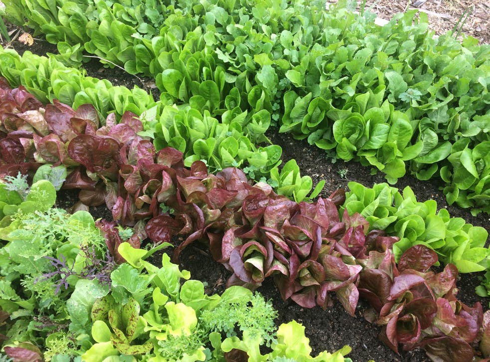 Fast-growing greens, such as lettuce and rocket, need thinning repeatedly from seedling stage to maturity for optimum results
