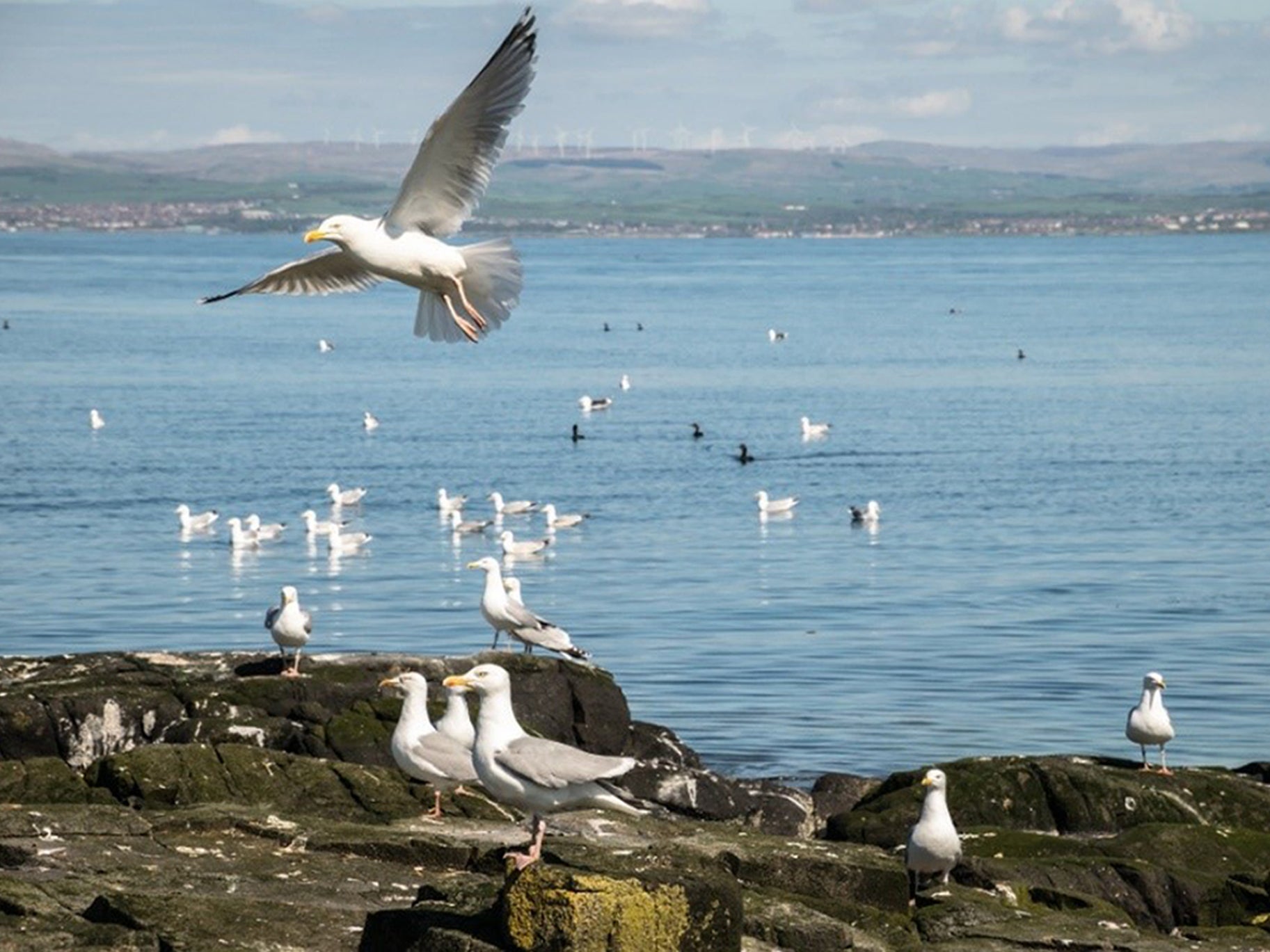 Herring gulls on Lady Isle