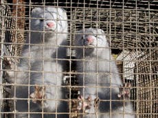 Calls to shut down fur trade after mink become infected with Covid-19