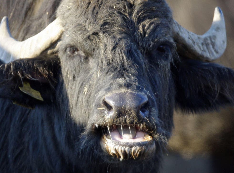 and two injured after attack by water buffalo in Wales | The Independent | The Independent