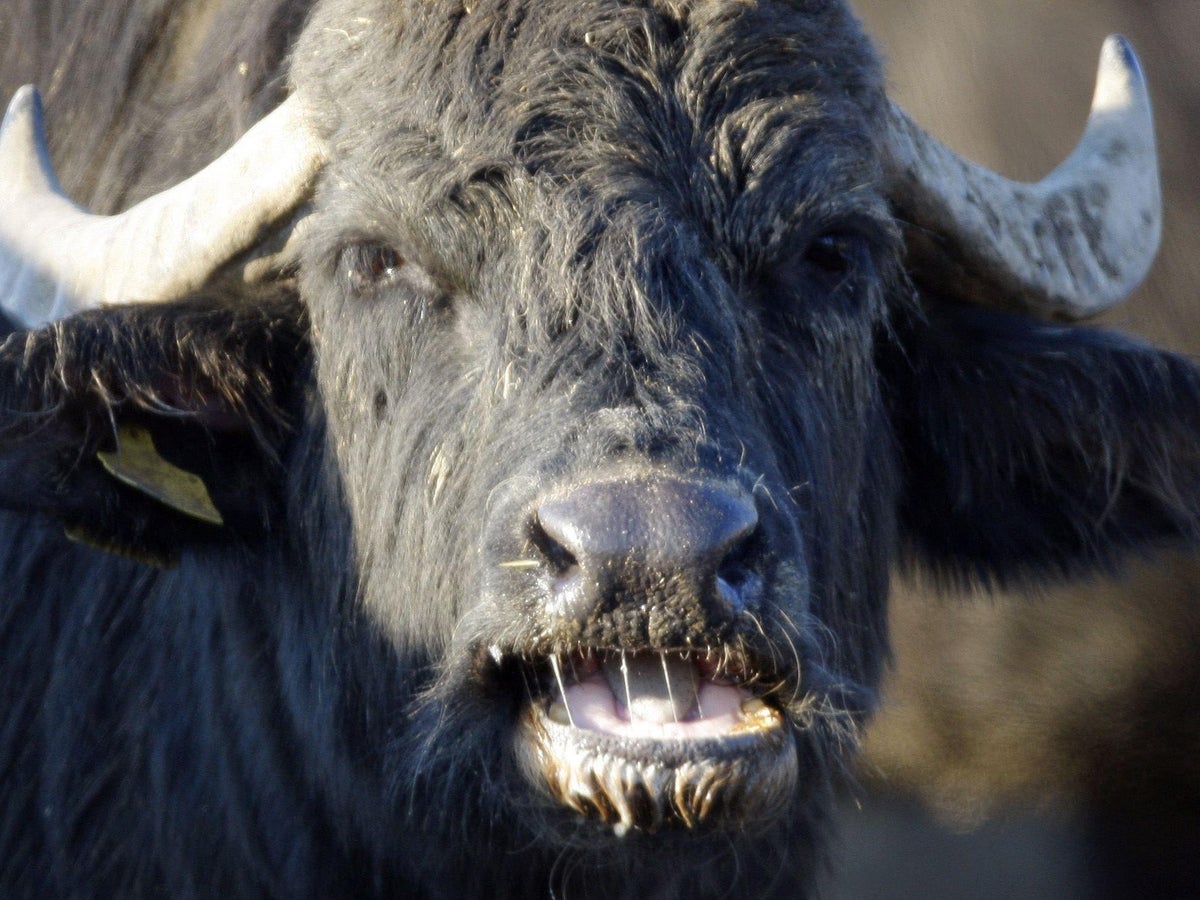 man dies and two injured after attack by water buffalo in wales the independent the independent