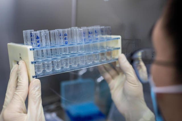 Testing generated antibodies in mice that neutralise coronavirus in human cells